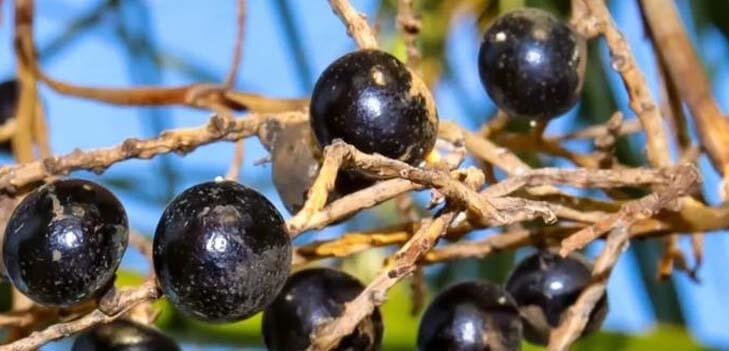 Saw Palmetto Berries